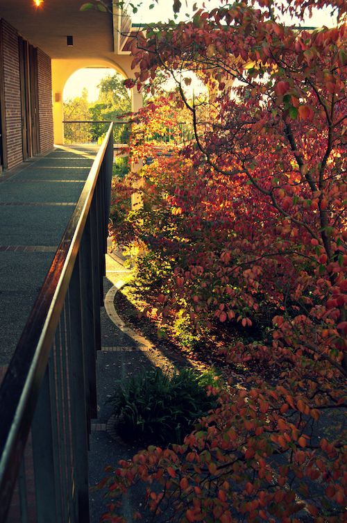 Dogwood trees in the fall at Emeritus Hall SRJC